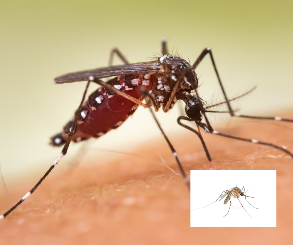 Bug Barometer Forecast: Why Mosquito repelling clothing is your best defense in all seasons