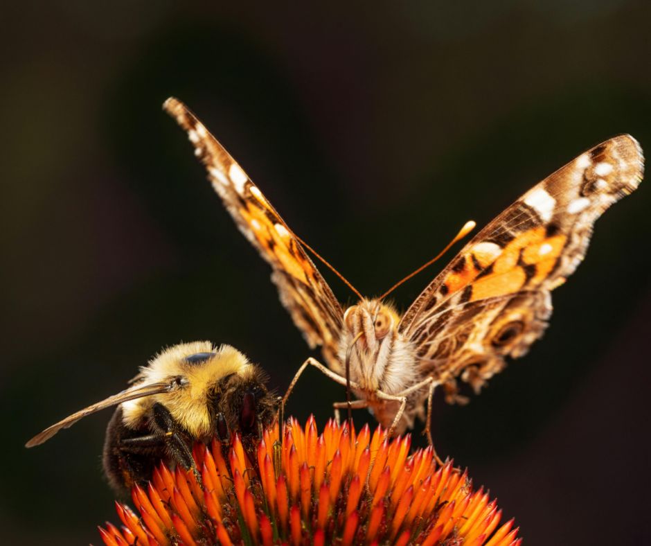 Protecting Pollinators While Protecting Oursleves